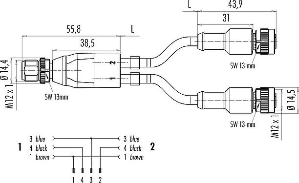 Scale drawing M12 Male cable splitter - 2 female cable connectors, Contacts: 4/3, unshielded, moulded on the cable, IP68, UL 2238, PUR, black, 3 x 0.34 mm², 2 m